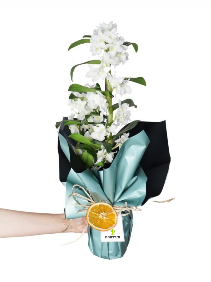 Kokulu Orkide Dendrobium