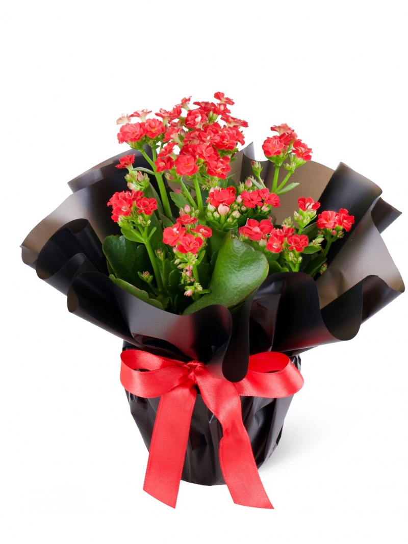 Renkli Kalanchoe