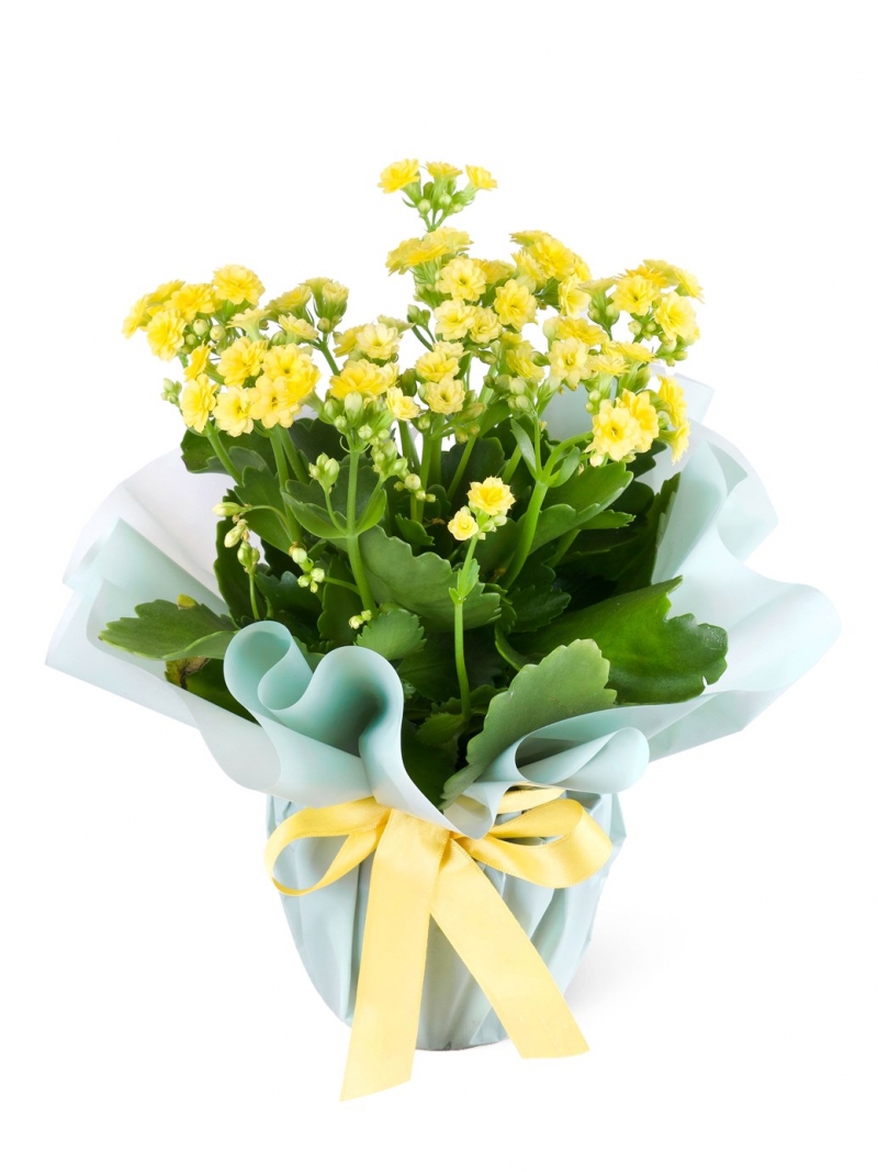 Renkli Kalanchoe